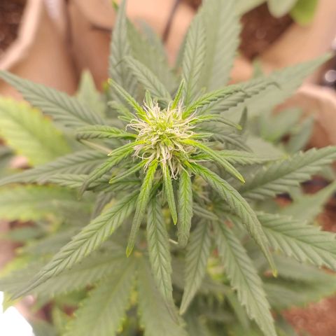 Gorila glue #4  growlog timeline photo