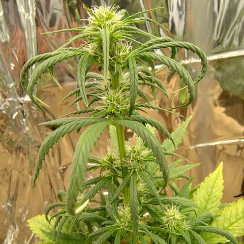 Gorilinha  growlog timeline photo