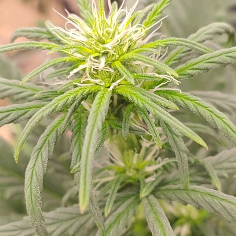 Gorilinha  growlog timeline photo