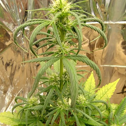 Gorilinha  growlog timeline photo