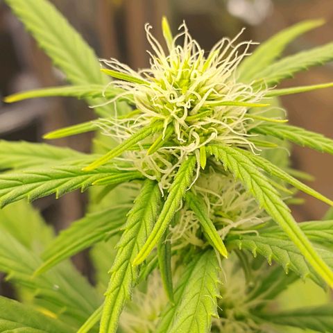 Gorilinha  growlog timeline photo