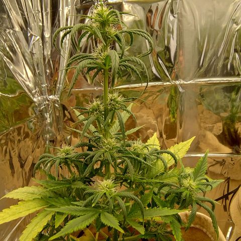 Gorilinha  growlog timeline photo