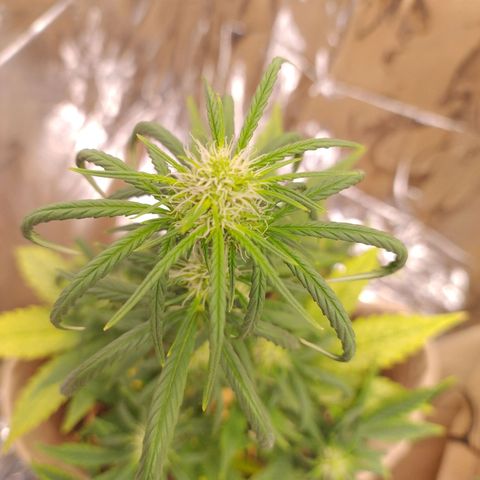 Gorilinha  growlog timeline photo