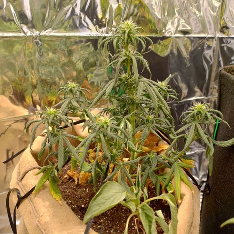 Gorila glue #4 growlog timeline photo