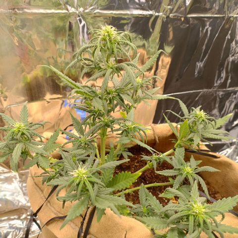 Gorila glue #4 growlog timeline photo