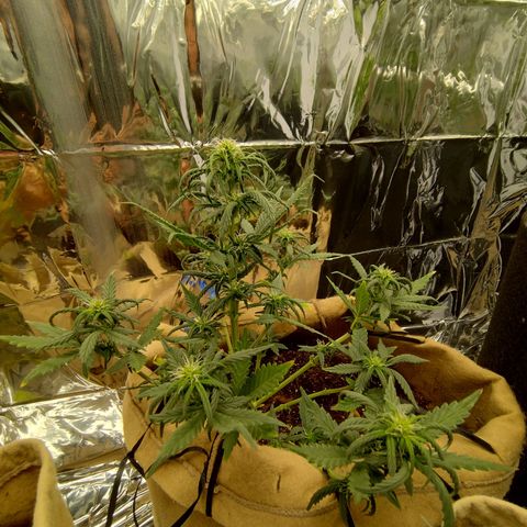 Gorila glue #4 growlog timeline photo