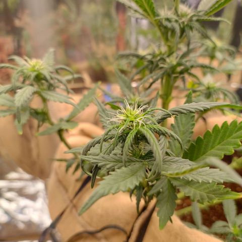 Gorila glue #4 growlog timeline photo