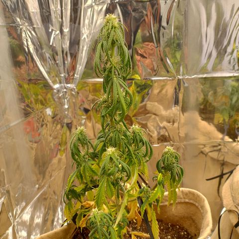 Gorilinha  growlog timeline photo