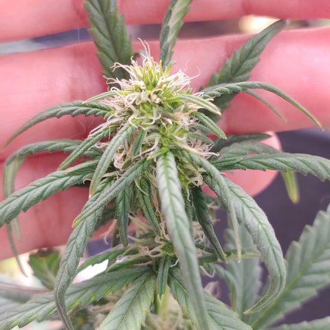 Gorilinha  growlog timeline photo