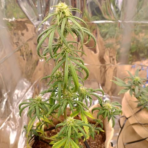 Gorilinha  growlog timeline photo