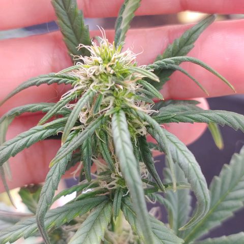 Gorilinha  growlog timeline photo