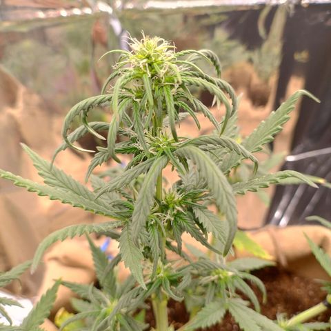 Gorila glue #4  growlog timeline photo