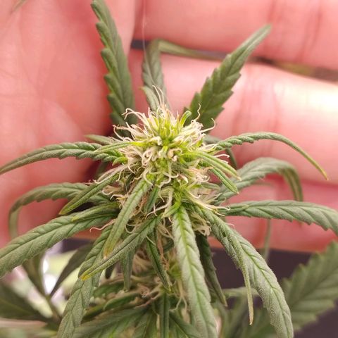 Gorilinha  growlog timeline photo