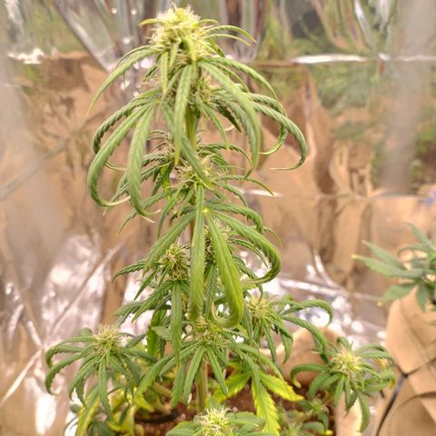 Gorilinha  growlog timeline photo