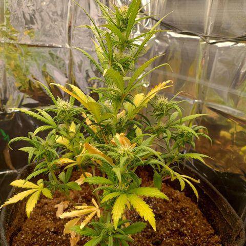 Gorila glue #4  growlog timeline photo