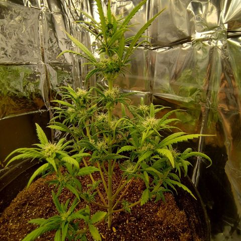Gorila glue #4  growlog timeline photo