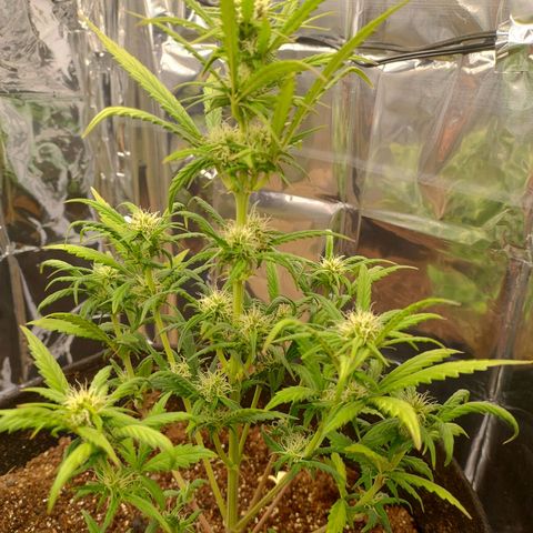 Gorila glue #4  growlog timeline photo