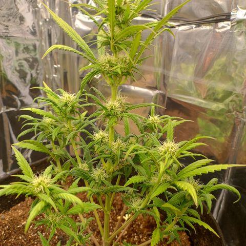 Gorila glue #4  growlog timeline photo