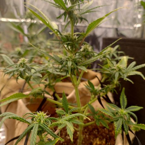 Gorila glue #4  growlog timeline photo
