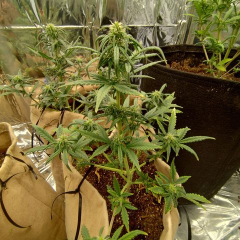 Gorila glue #4  growlog timeline photo