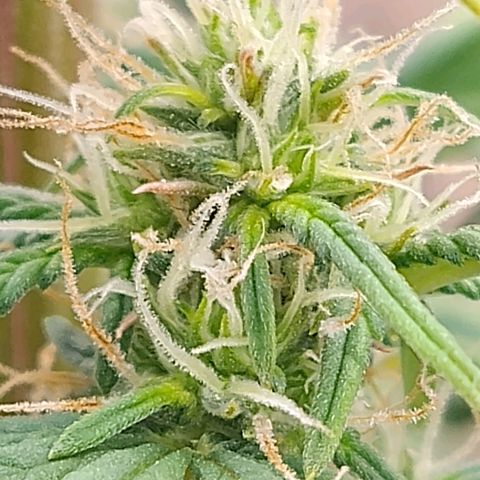 Gorilinha  growlog timeline photo