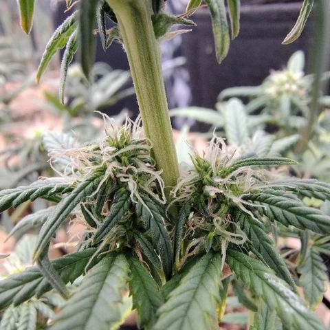 Gorilinha  growlog timeline photo