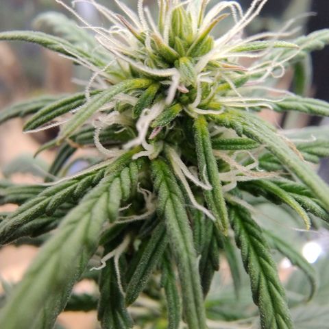 Gorilinha  growlog timeline photo