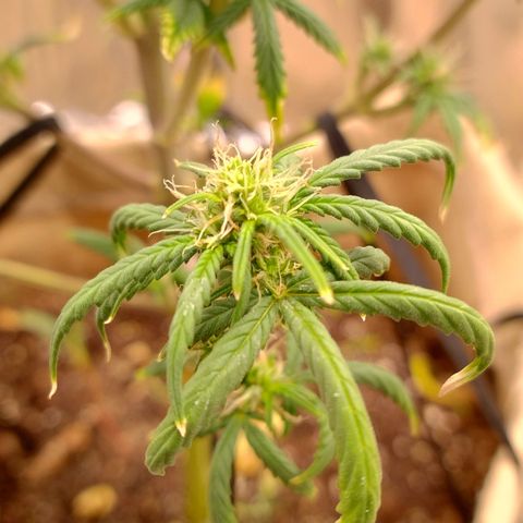 Gorilinha  growlog timeline photo
