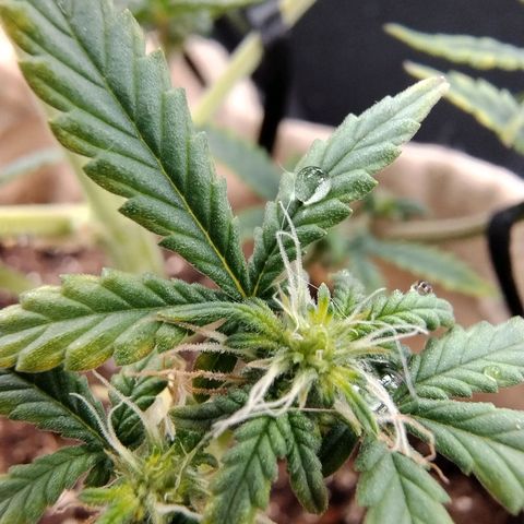 Gorilinha  growlog timeline photo