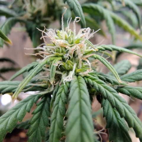 Gorilinha  growlog timeline photo