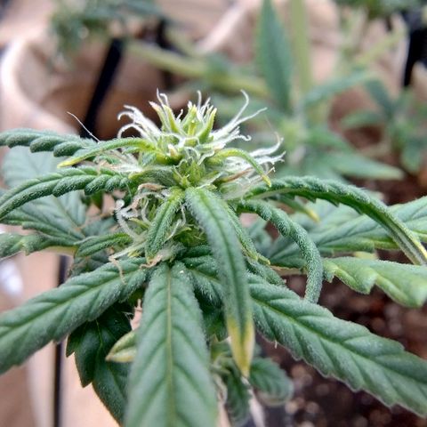 Gorilinha  growlog timeline photo