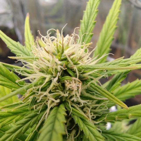 Gorilinha  growlog timeline photo