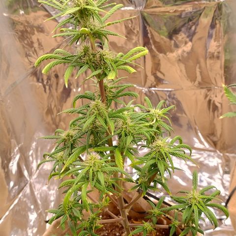 Gorilinha  growlog timeline photo