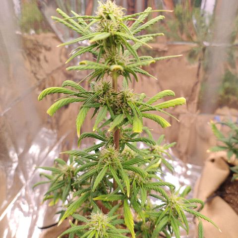 Gorilinha  growlog timeline photo