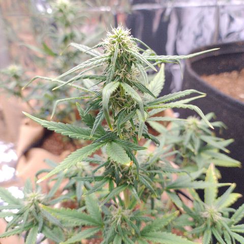 Gorila glue #4  growlog timeline photo