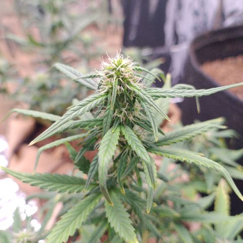 Gorila glue #4  growlog timeline photo