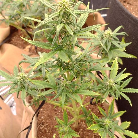 Gorila glue #4  growlog timeline photo