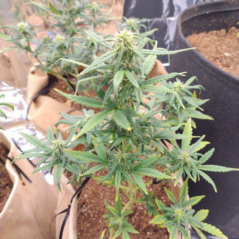 Gorila glue #4  growlog timeline photo