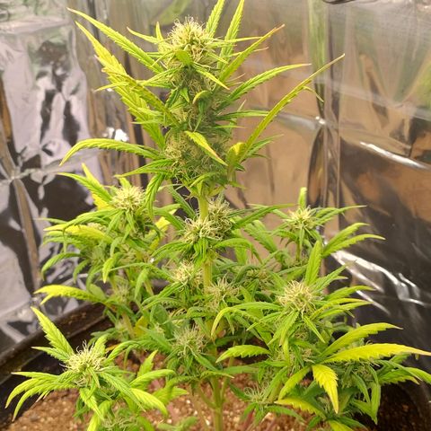 Gorila glue #4  growlog photo: Só por ser o vaso maior é a mais densa e mais bonita 😻
