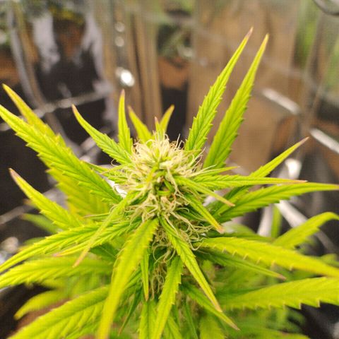 Gorila glue #4  growlog photo: Só por ser o vaso maior é a mais densa e mais bonita 😻