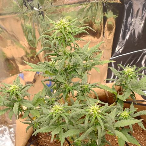 Gorila glue #4 growlog timeline photo
