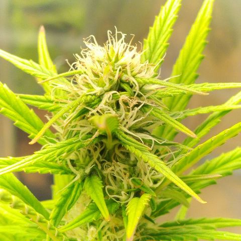 Gorila glue #4  growlog photo: Só por ser o vaso maior é a mais densa e mais bonita 😻