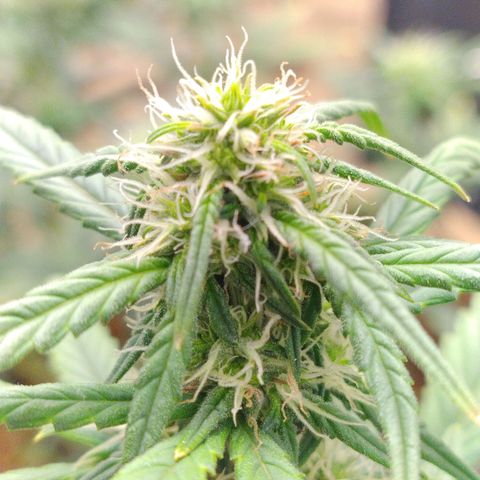Gorila glue #4 growlog timeline photo