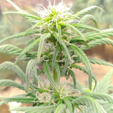 Gorila glue #4 growlog timeline photo