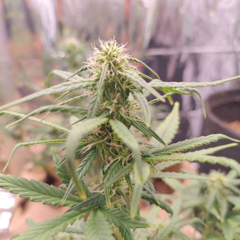 Gorila glue #4  growlog timeline photo