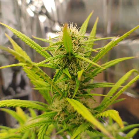 Gorila glue #4  growlog photo: Só por ser o vaso maior é a mais densa e mais bonita 😻