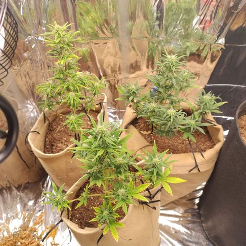Gorilinha  growlog timeline photo