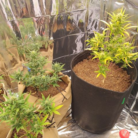 Gorila glue #4  growlog timeline photo