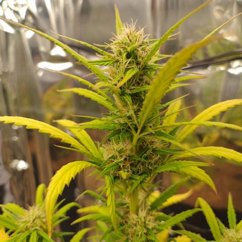 Gorila glue #4  growlog timeline photo