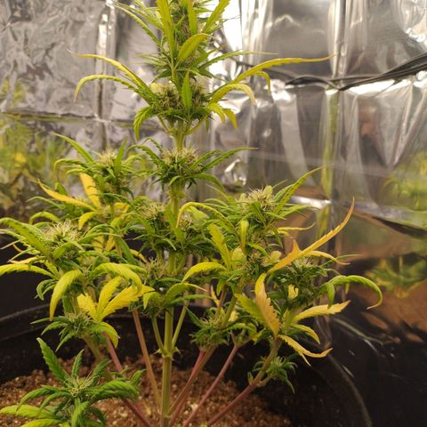 Gorila glue #4  growlog timeline photo